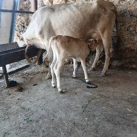 Tohum gõleli sygyr