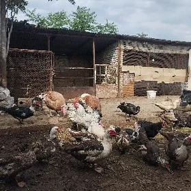 Мускус утки