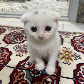 Şatlan pişik