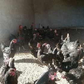 towuklar