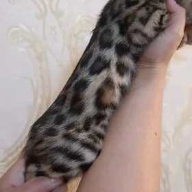 Bengal