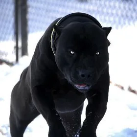 Собака Pitbull