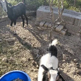 geçi