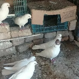 kepderi