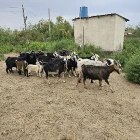 ferma obmen Anew koteź