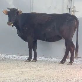 Bahym gölelemeli Bogaz Sygyr