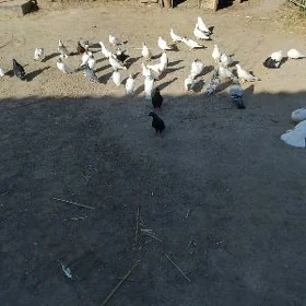 kepderi
