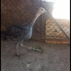 Induk juje