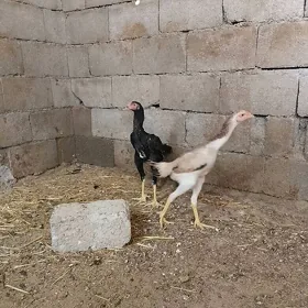 taşkent juyje