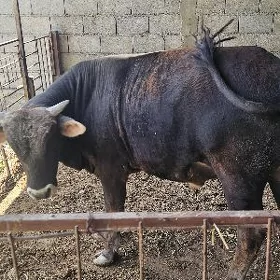 sygyr okuz