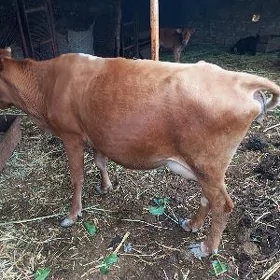 goleli sygyr