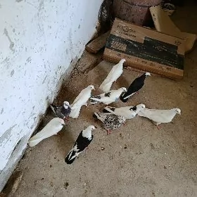 kepderi.