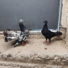 kepderi.