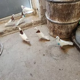 kepderi.