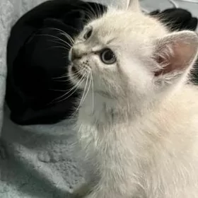 pişik котята кошка