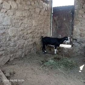 geci