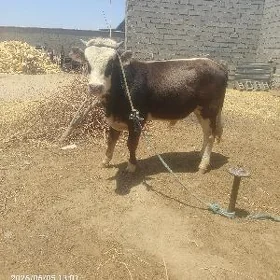 ökuz