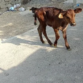 göle öküz