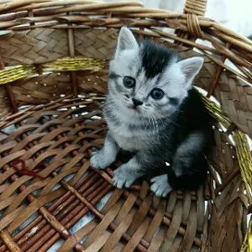 шотландский катята