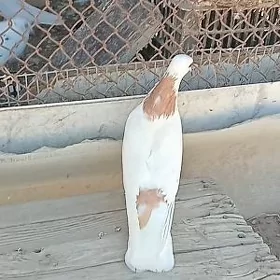 kepderi