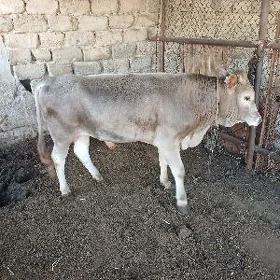öküz