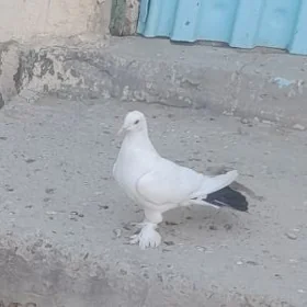 kepderi
