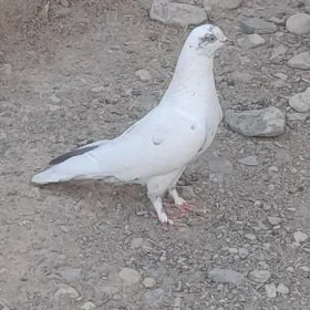 kepderi