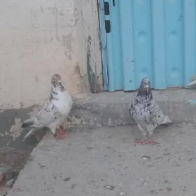 kepderi