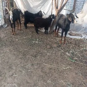 owlakly geciler