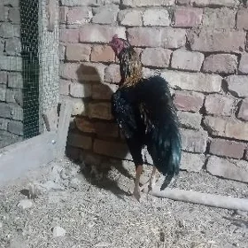 horaz