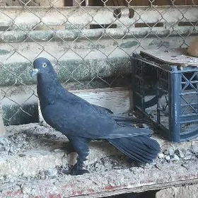 kepderi