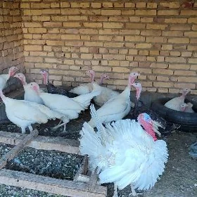 индук