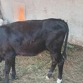 gulajynlar