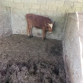 Tüwe