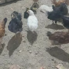 indutga ordek jujesi 4 5 gunli