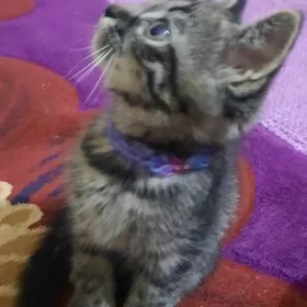 Çaga pişik
