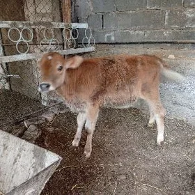 tüwe