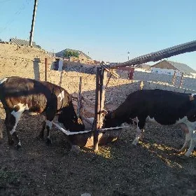 sygyr