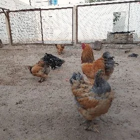 Brama Towuk