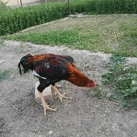 paroda horaz