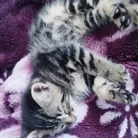 котёнок