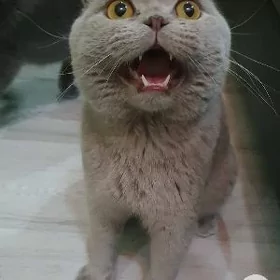Французский вислоухий КОТ