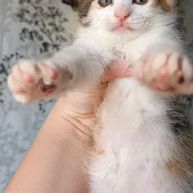 котята