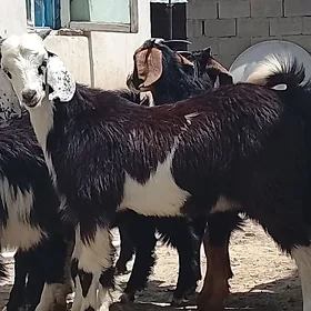 Pakistan