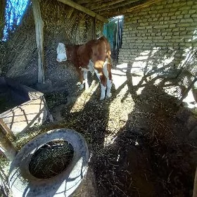 arassa semental