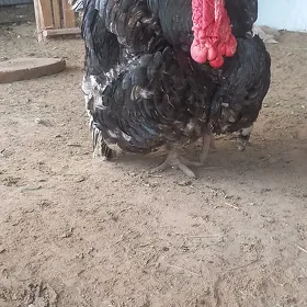 gigant induk