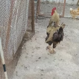 horoz towuk