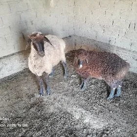 Goýun guzy