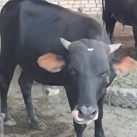 Öküz