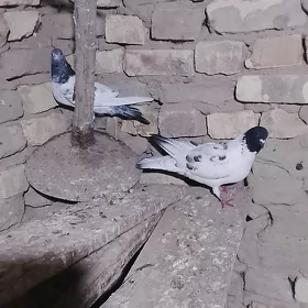 kepderi
